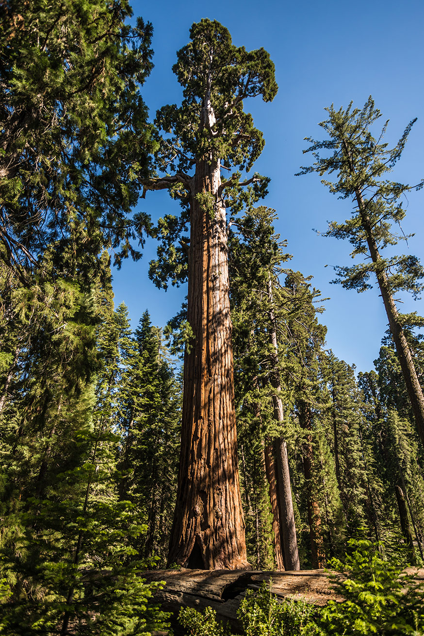 Sequoia National Park, CA - USA